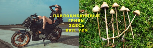 сатива Аркадак
